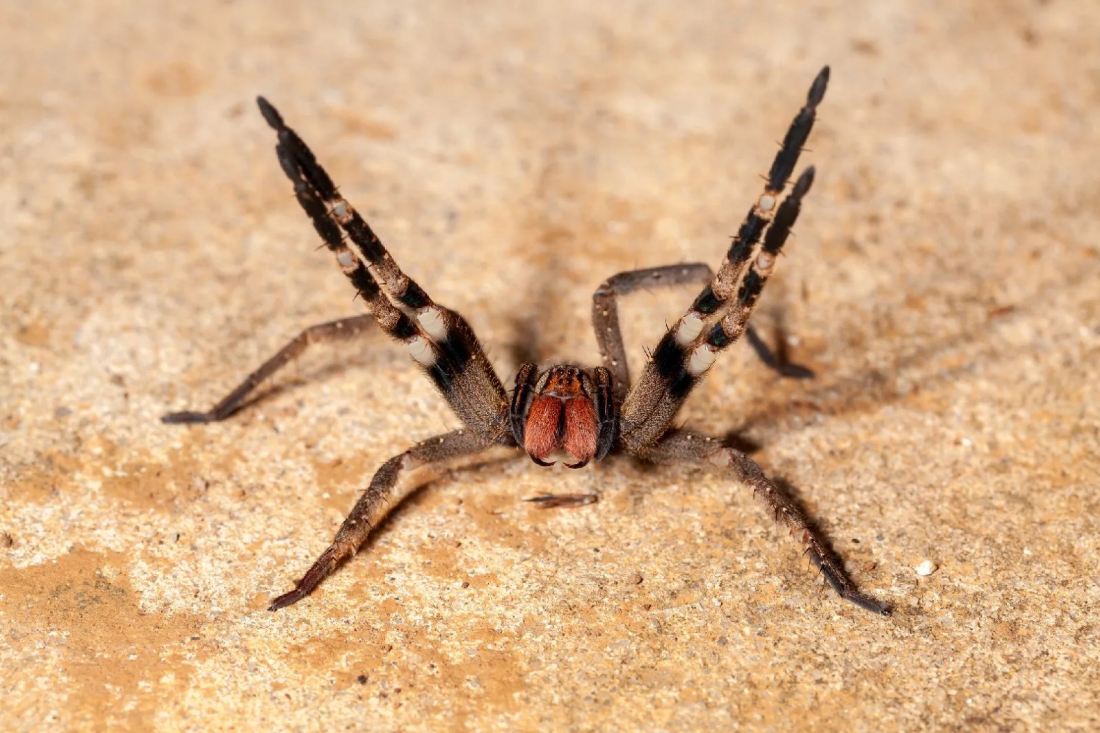 Picada de aranha brasileira pode causar até 4 horas de ereção