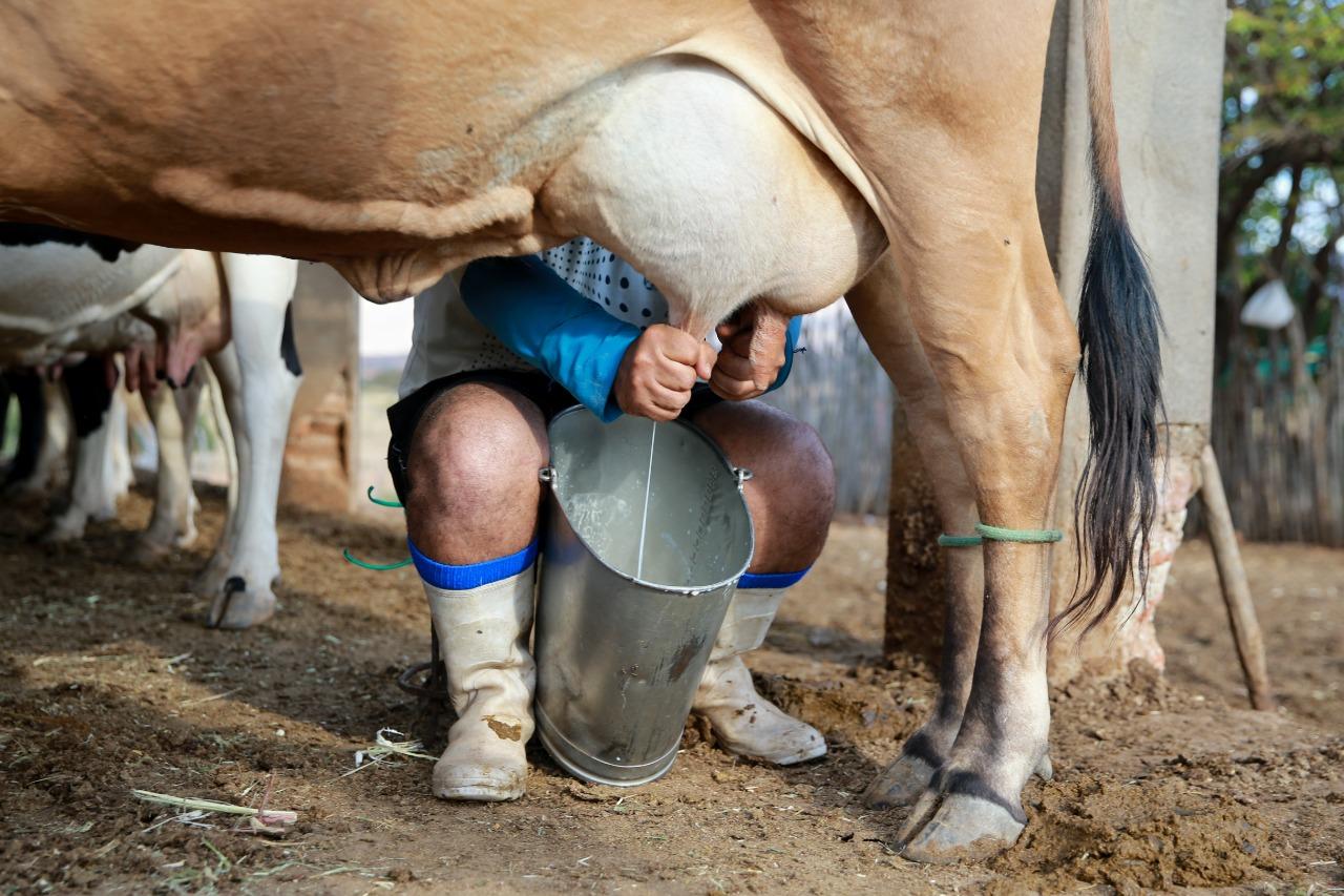 Produção de leite do Ceará cresce 23% e bate recorde histórico