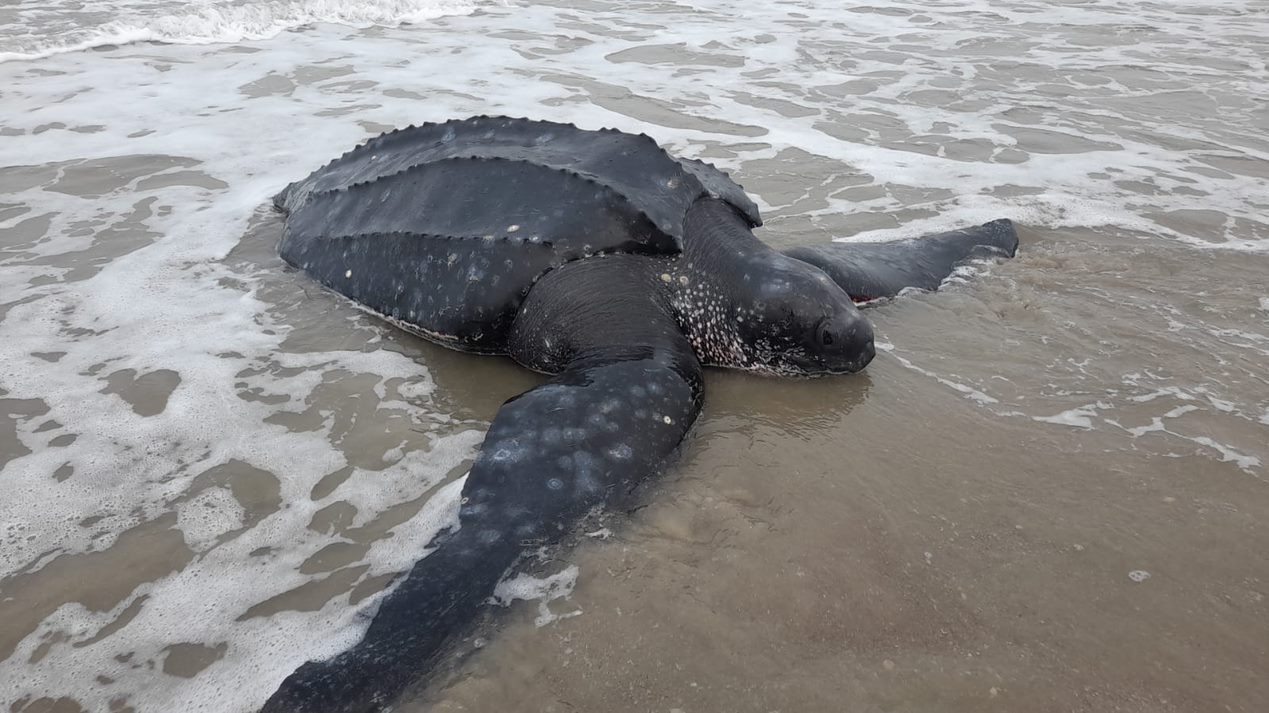 Tartaruga marinha da maior espécie do planeta é resgatada em praia no Ceará