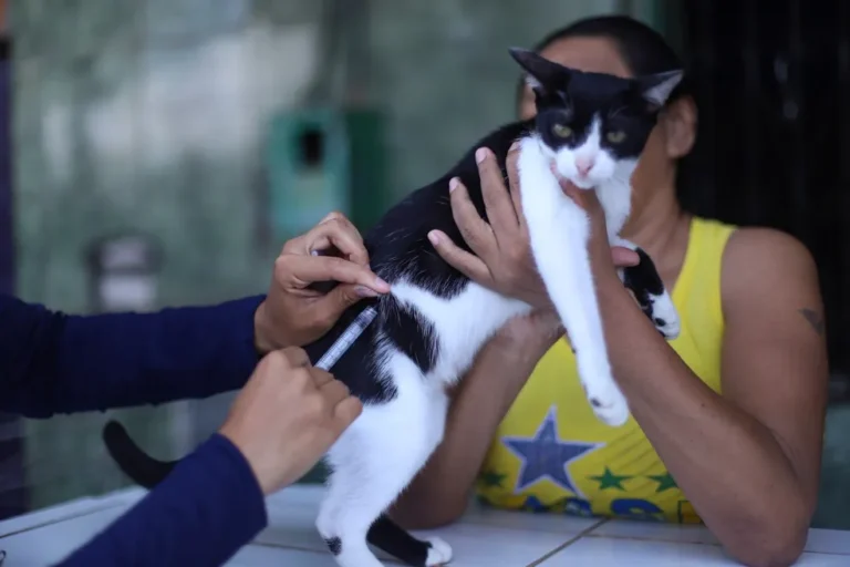 Fortaleza inicia vacinação antirrábica de cães e gatos neste sábado