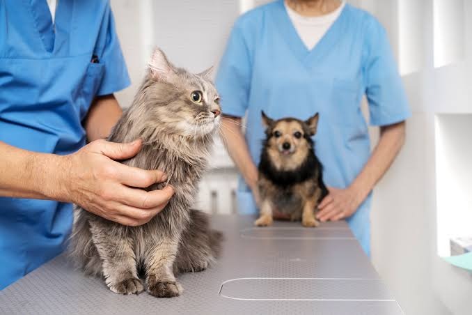 Fortaleza promove mutirão veterinário gratuito para pets