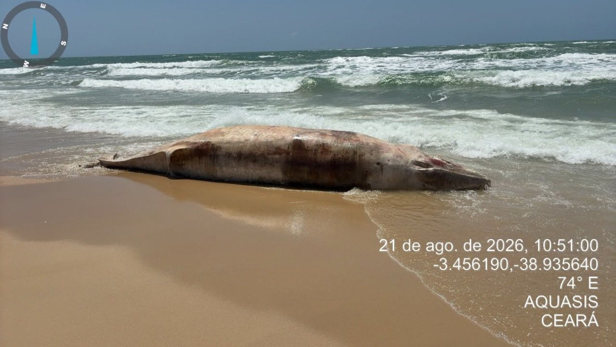 Baleia de cerca de cerca de 6 metros é encontrada encalhada na Praia de Paracuru
