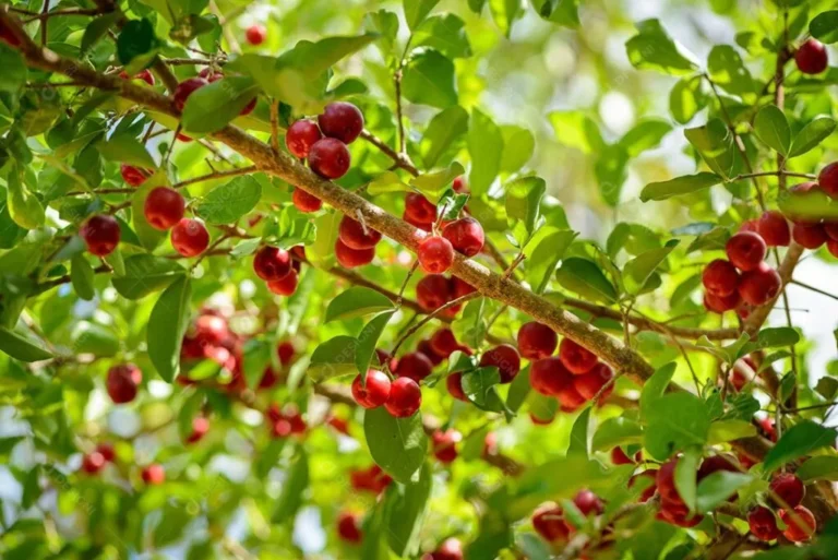 Ceará tem seis dos dez maiores produtores de acerola do Brasil