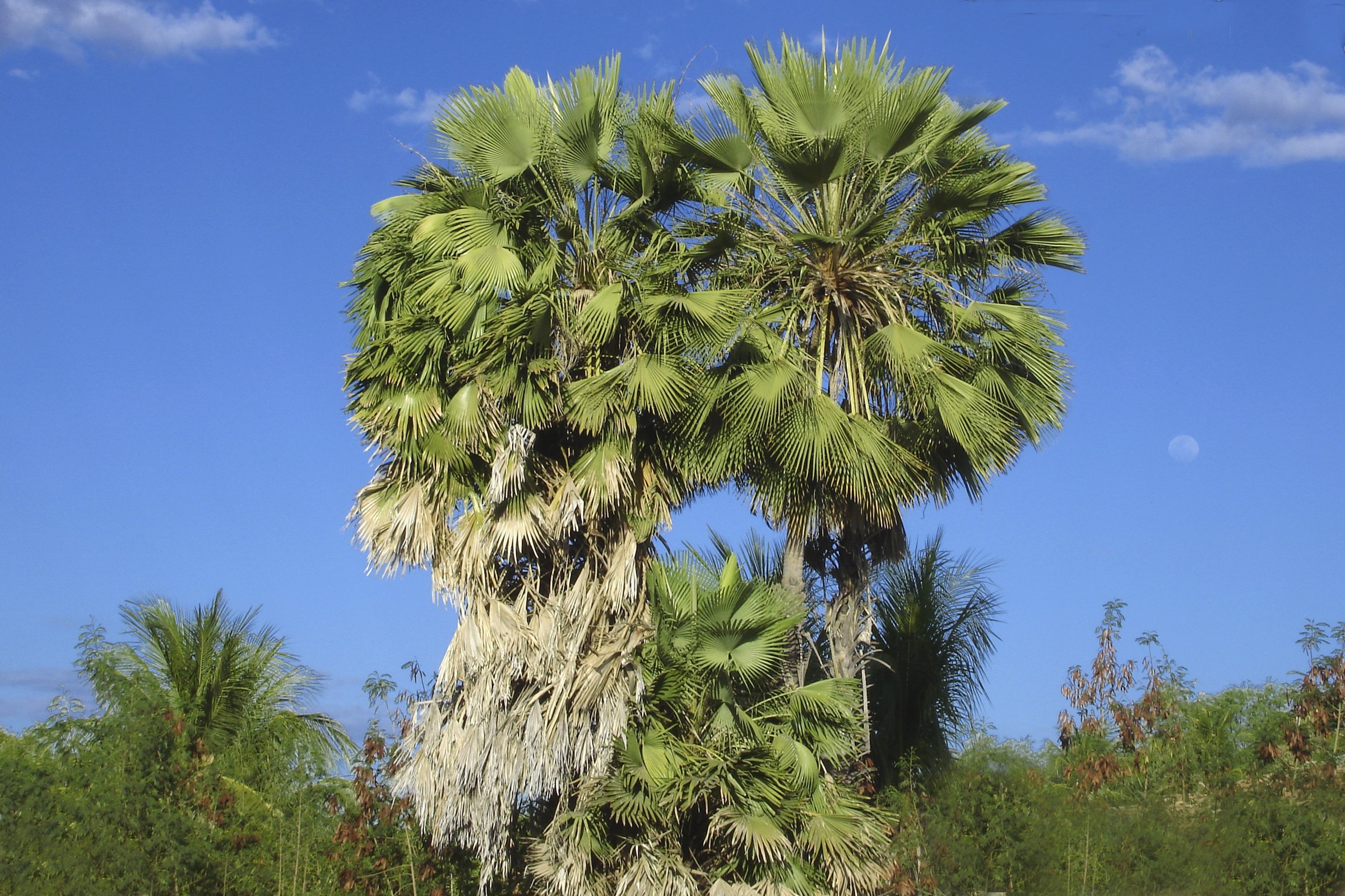 Ceará cresce 6% no extrativismo vegetal e lidera produção no Nordeste