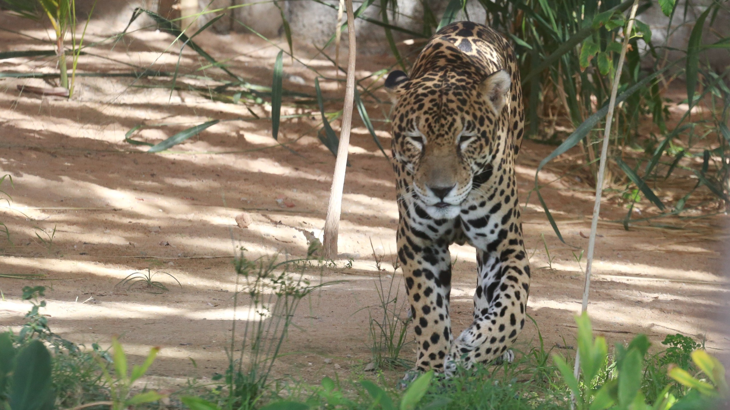 Parque Zoobotânico de Fortaleza abre no feriado com programação infantil
